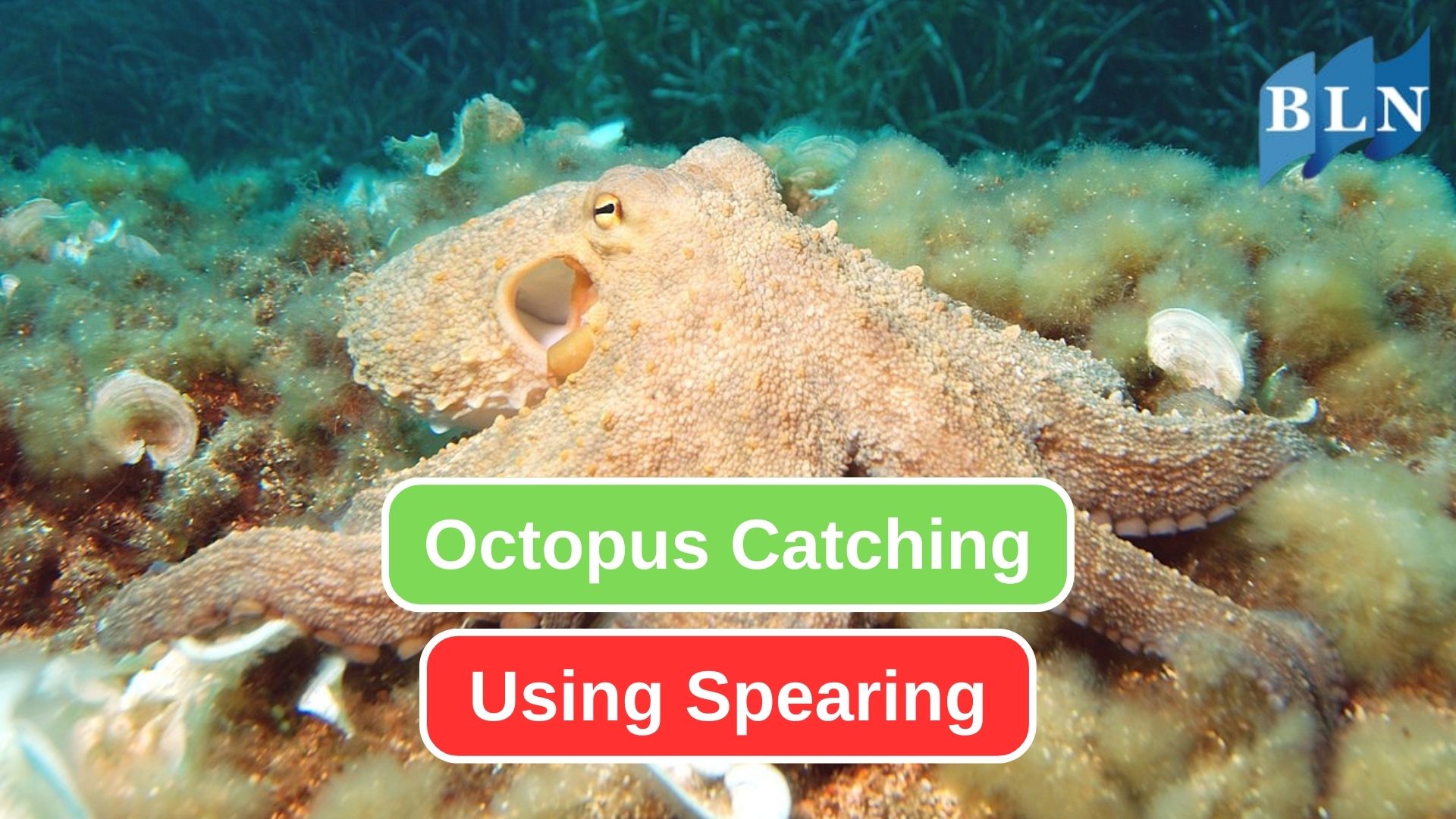 Take a Look at Octopus Spearing Process